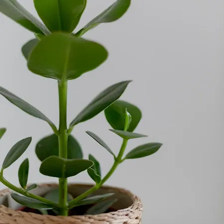 Porte Mars Gare Centre Reims